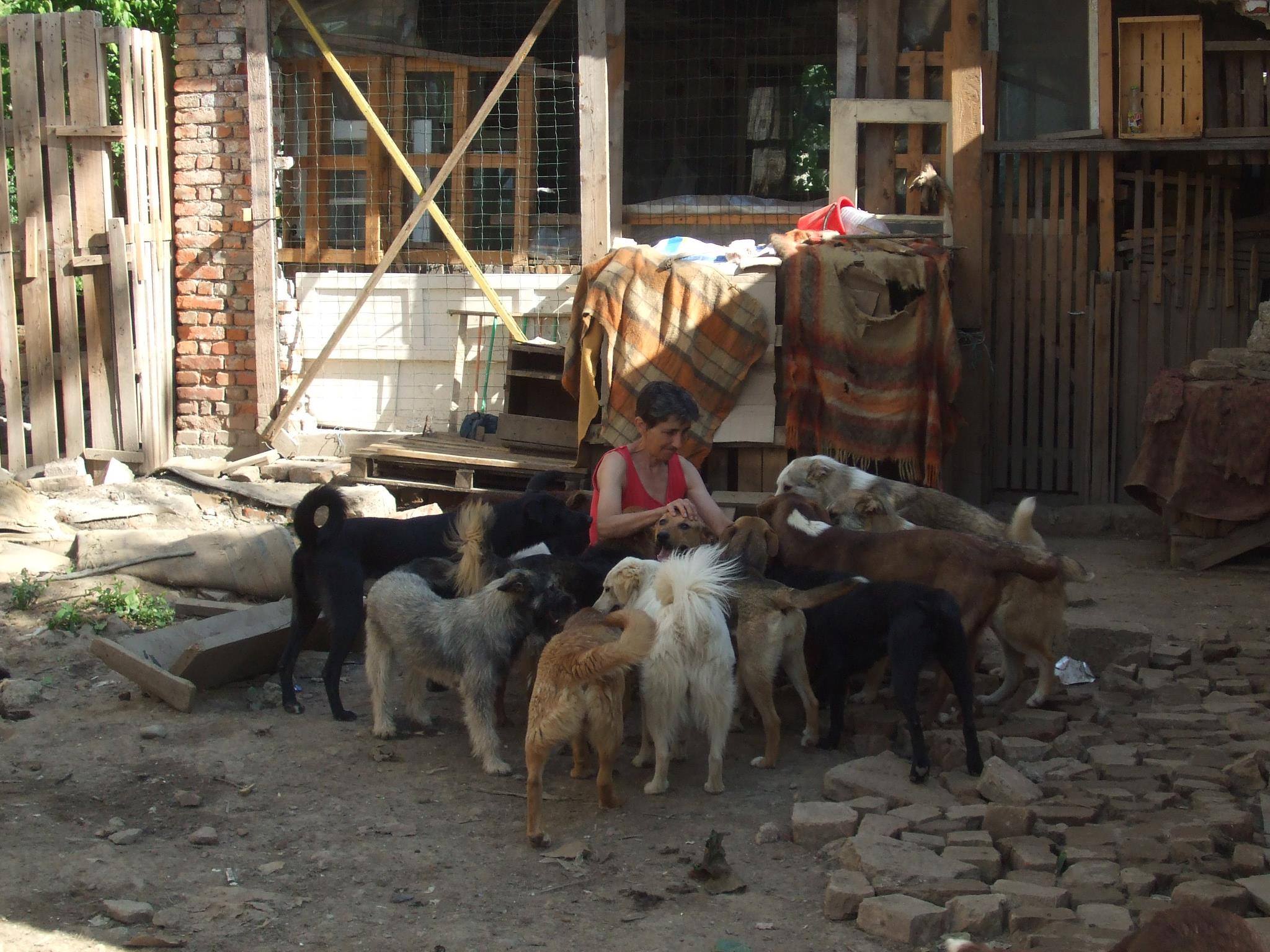 Anna und ihre "ersten" Hunde auf dem alten Betriebsgelände